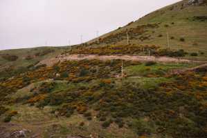 HARINGTON-POINT-DUNEDIN (37)